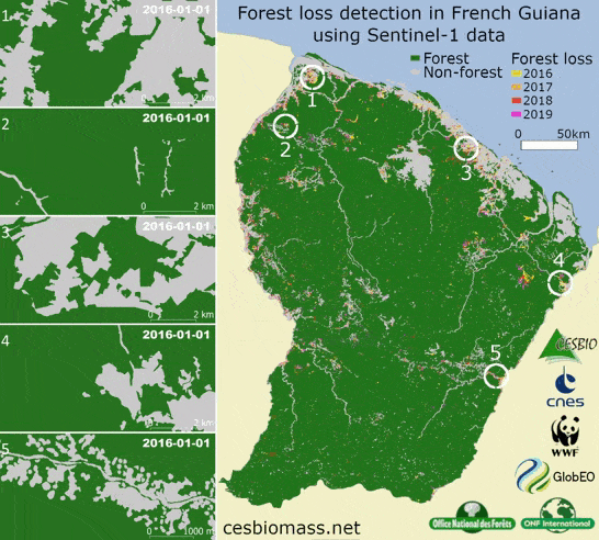 Animation de la forêt en Guyane  Animation de la forêt en Guyane