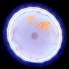 Développement du Blob 1, exploitation en 3D au cours du jour 2 Développement du Blob 1, exploitation en 3D au cours du jour 2