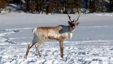 Caribou sauvage portant une balise Argos