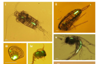 Des Microplastique présent dans le zooplancton Des Microplastique présent dans le zooplancton