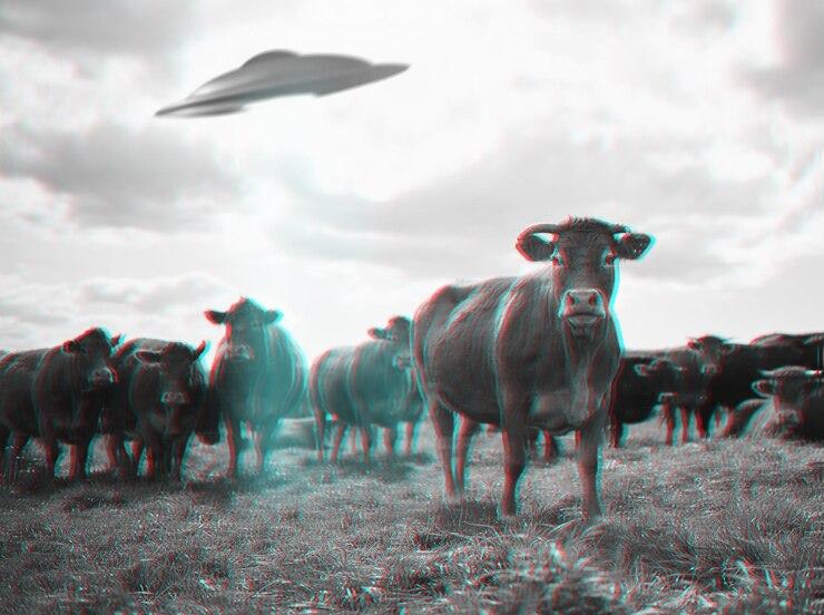 Soucoupe extraterrestre en train d’enlever des vaches Soucoupe extraterrestre en train d’enlever des vaches