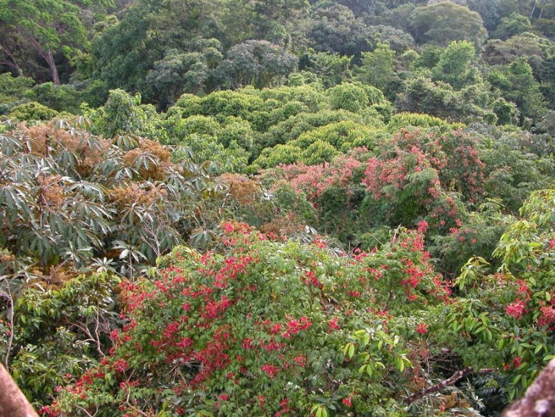 Paysage de la biodiversité au Panama Paysage de la biodiversité au Panama