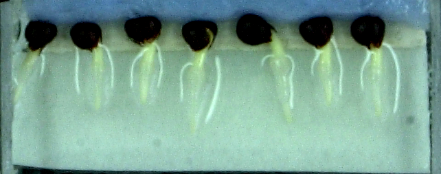 Orientation des racines de colza après 40h Orientation des racines de colza après 40h