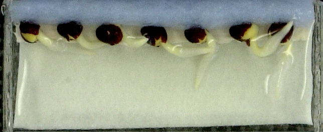 Orientation des racines de colza Orientation des racines de colza